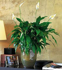 Peace lily - small from Bunn Flowers & Gifts, local florist in Pittsburg, TX