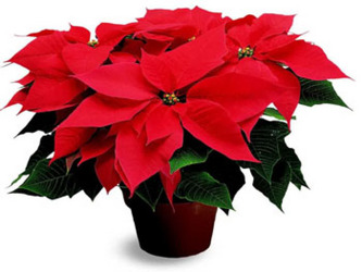Red Poinsettia from Bunn Flowers & Gifts, local florist in Pittsburg, TX
