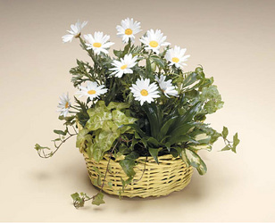 European garden with daisies from Bunn Flowers & Gifts, local florist in Pittsburg, TX